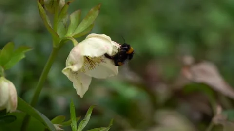 2Z bee Stock Footage 153046809