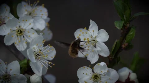 2Z fly Stock Footage 153046953
