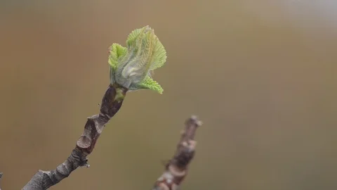 2Z kashtan Stock Footage 116487432