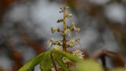 2Z kashtan1 Stock Footage 116487449