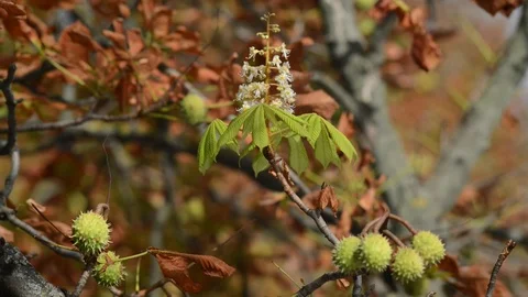 2Z kashtan2 Stock Footage 116487504