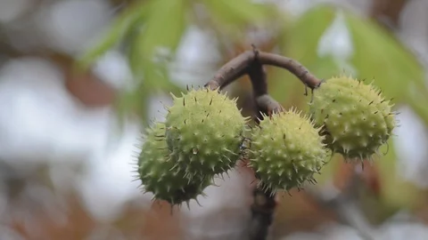 2Z kashtan3 Stock Footage 116487532