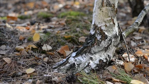 2Z les1 Stock Footage 118132456