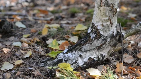 2Z les2 Stock Footage 118132503