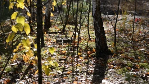 2Z les3 Stock Footage 118132550