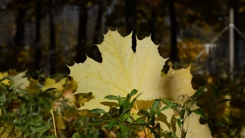 2Z list Stock Footage 118211919