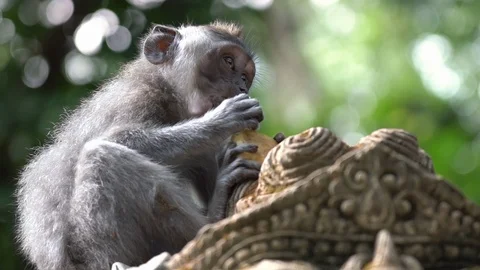 3 in 1 Close up of a little monkey eating on top of a statue of a Hindu Temple Stock Footage 91545880