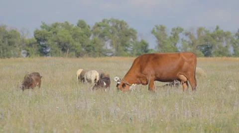 3 IN 1 EDIT Large and small cattle grazing in the meadow Stock Footage 8366587