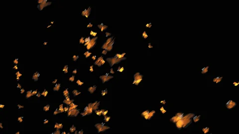 (3 in 1) A Swarm of Monarch Butterfly Wipes the Screen from Various Direction Stock Footage