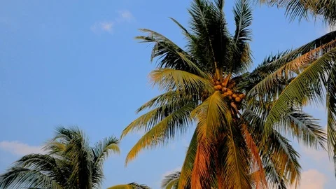 3 in 1 video. Palm trees blowing in the wind Vídeo Stock 86973371