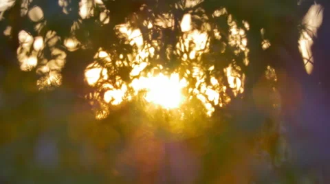 3 in 1 video! Sun rays light through the tree branch in the spring forest 스톡 동영상 50128111