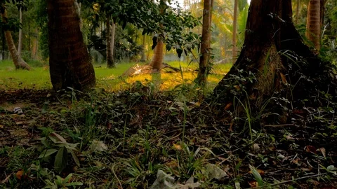 3 in 1 video. sunset light shine through jungle Stock Footage 86888483