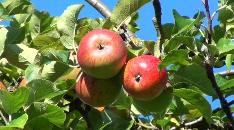 3 apples static Stock Footage 827478