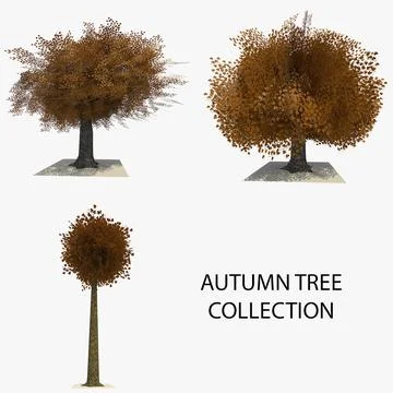 3 Autumn Trees Collection 3D Model