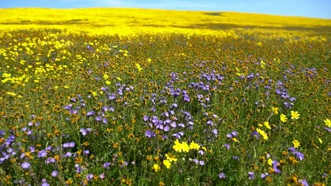 3 Axis Dolly Pan CA Goldfields Tansy Phacelia Flowers Super Bloom Carrizo Plain Video stock 106269615