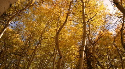 3 axis Motion Time Lapse of Yellow Aspens Fall Foliage Low Angle -Long Shot- Stock Footage 56630991