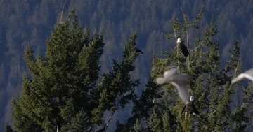 3 bald eagle take off simultaneously from the same tree. raven and seabird flyin Stock Footage 85872422