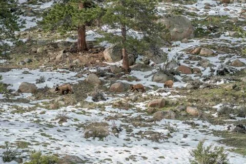 3 Bears Stock Photos