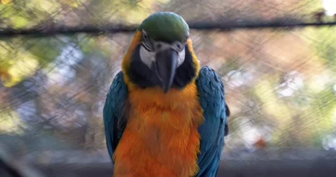 3 a beautiful large macaw parrot with blue-orange feathers and a large sharp Stock Footage 189480093