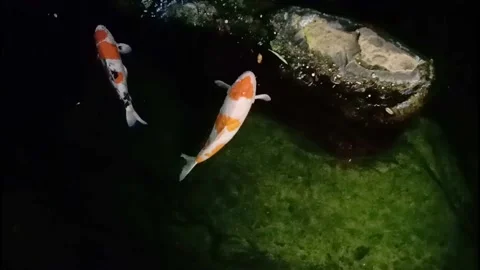 3 Big Koi fish Swimming in The Pond of Thailand Garden Stock Footage 144236332