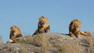 3 Big Male Lions Lying On The Rocks In Serengeti National Park Tanzania - 4K Stock Footage