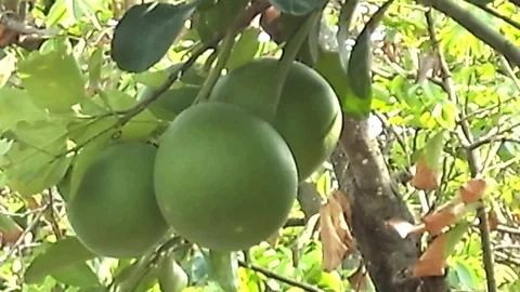 3 big pomelo fruit hanging on the pomelo tree Stock Footage 122237907