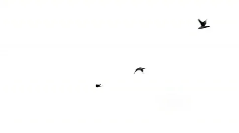 3 birds - BG021C Stock Footage