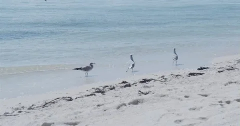3 Birds watching ocean waves Stock Footage 204874641