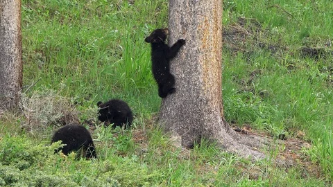 3 Black bear cubs exploring the forest as one climbs a tree Stock Footage 90671482