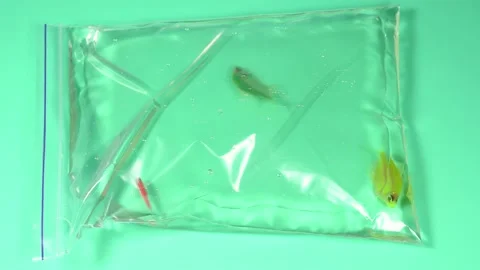 3 bright aquarium fish in transparent package just bought in pet shop Video stock 132941775
