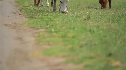 3 brown and white cows graze on the meadow with green grass in sunny spring day Stock Footage 130770195