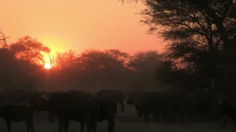 3. Bufalo herd at sunset Stock Footage 10610123