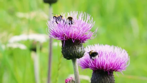 3 bumblebees on thistle Stock Footage 93183427