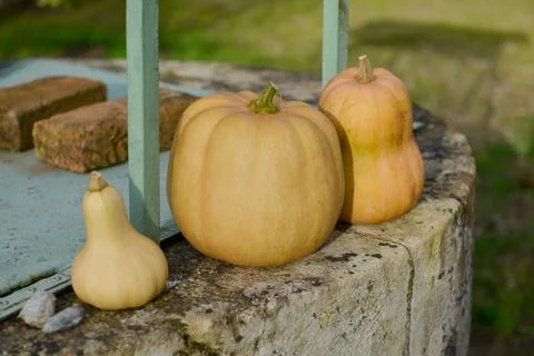3 butternut squashes placed on the edge of a well in a garden Stock Photos