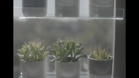3 cactus in window Video stock 285474719