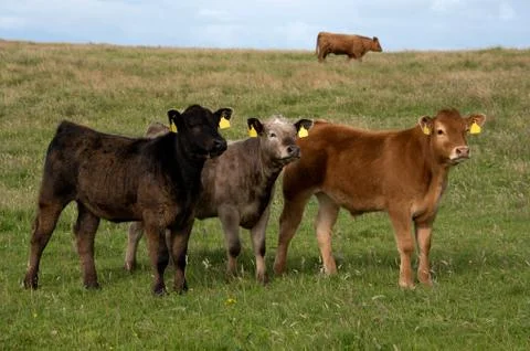 3 Calves Stock Photos