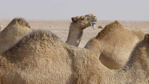 3 camels together and close up whilst ch... | Stock Video | Pond5