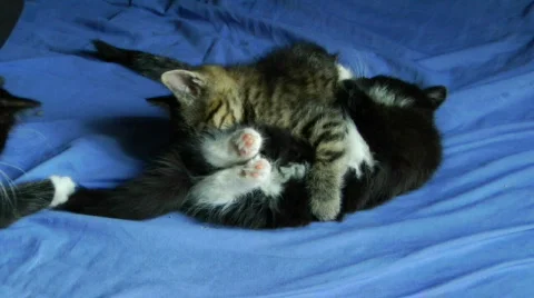 3 cats fighting on a bed 스톡 동영상 874181