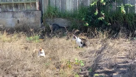 3 Cats In The Same Area Staring At The Same Direction 스톡 동영상 223236208