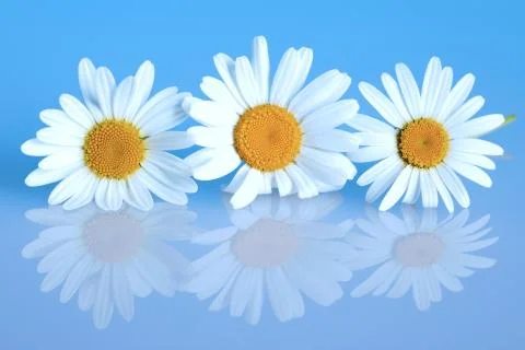 3 chamomiles on the blue background Stock Photos