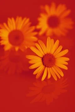 3 chamomiles on the red background Stock Photos