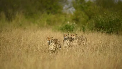 3 cheetahs walking in the long grass in the Savannah. Stock-Footage 332409382