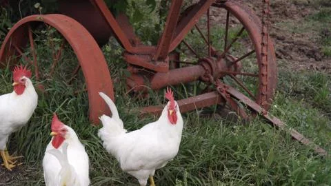 3 Chickens Foto stock