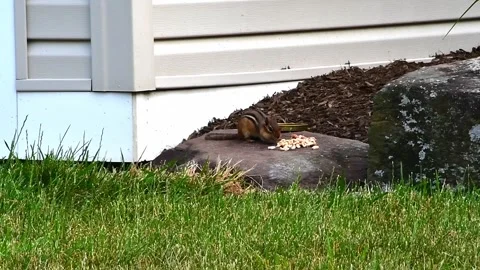 3 Chipmunk stuffing cheeks with peanuts Stock Footage 243383043