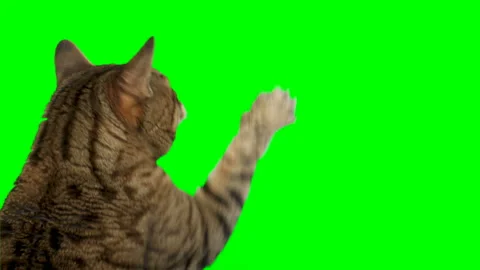 3 clips 4K cat reaching up with paw on green screen isolated with chroma key Stock Footage