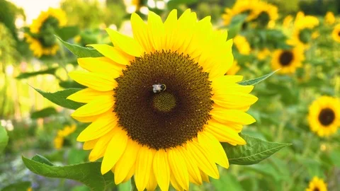 3 Clips - Bee and Sunflower Stock Footage 96844708