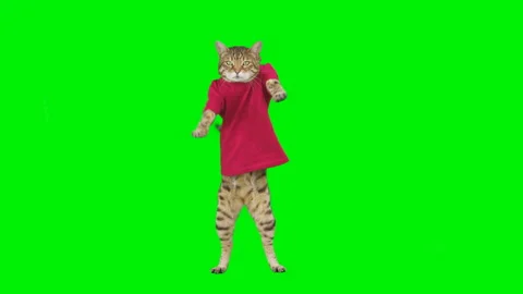 3 clips of Bengal cat dancing on green screen isolated with chroma key Vidéo 250564219