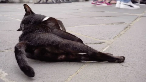 3 Clips - Black Cat Grooming in Urban Environment - Gimbal Footage Stock Footage 101505200