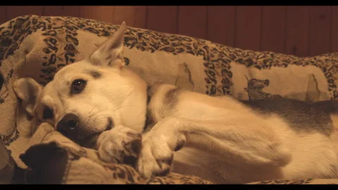 3 clips of the same dog - sad, calm and happier when rewarded with a treat Stock Footage 272163024