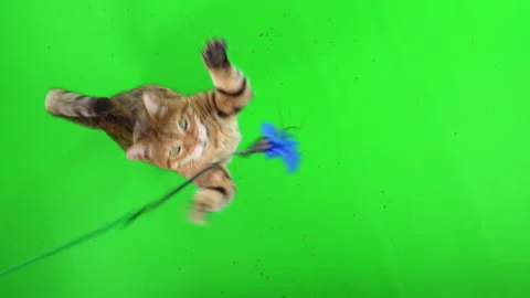 3 clips of top-down view of Bengal cat playing with a cat toy on green screen Vidéo 254302539